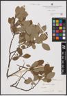 Foto von Salix aurita L.